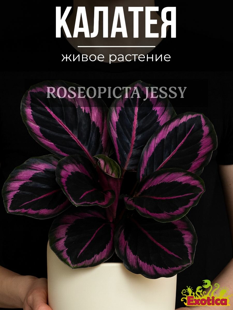 Калатея Розеопикта Джесси  Calathea Roseopicta Jessy  D6см  живое растение