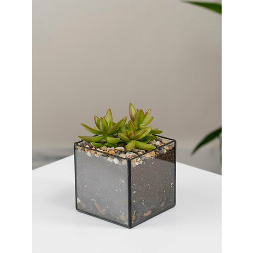 фото Geo glass: суккулент живой , стеклянное кашпо , суккулент седум , подарок geoglass
