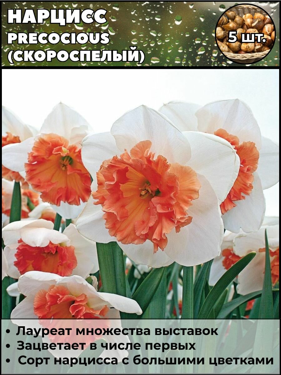 Нарцисс Скороспелый луковицы 5 штук
