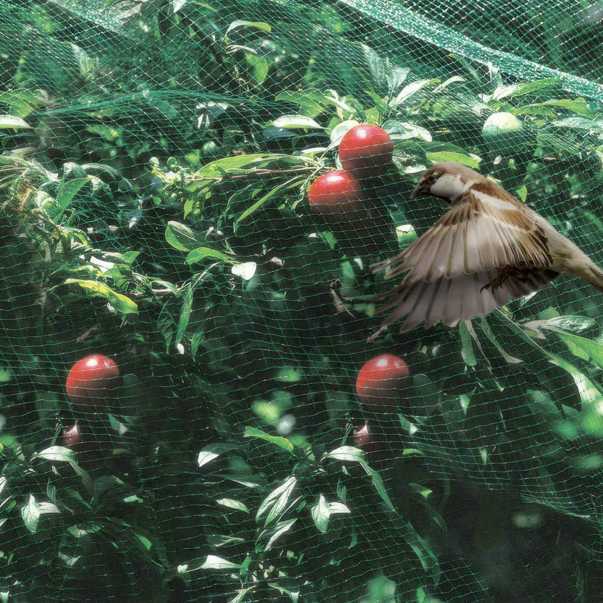 Сетка от птиц пластиковая (ячейка 6х6 мм) рулон 2х5 м, хаки. Используется для защиты плодов и молодых побегов от пагубного воздействия птиц и мелких грызунов - фотография № 5