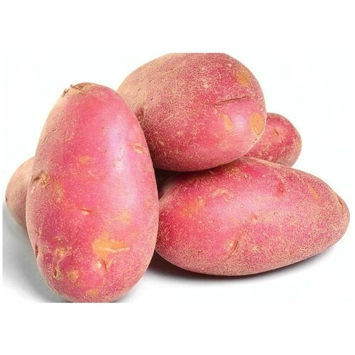 Картофель "Розара" 2 кг в сетке, семенной селекционный с плодовитой урожайностью, репродукция Супер Элита, обладает высокими вкусовыми качествами
