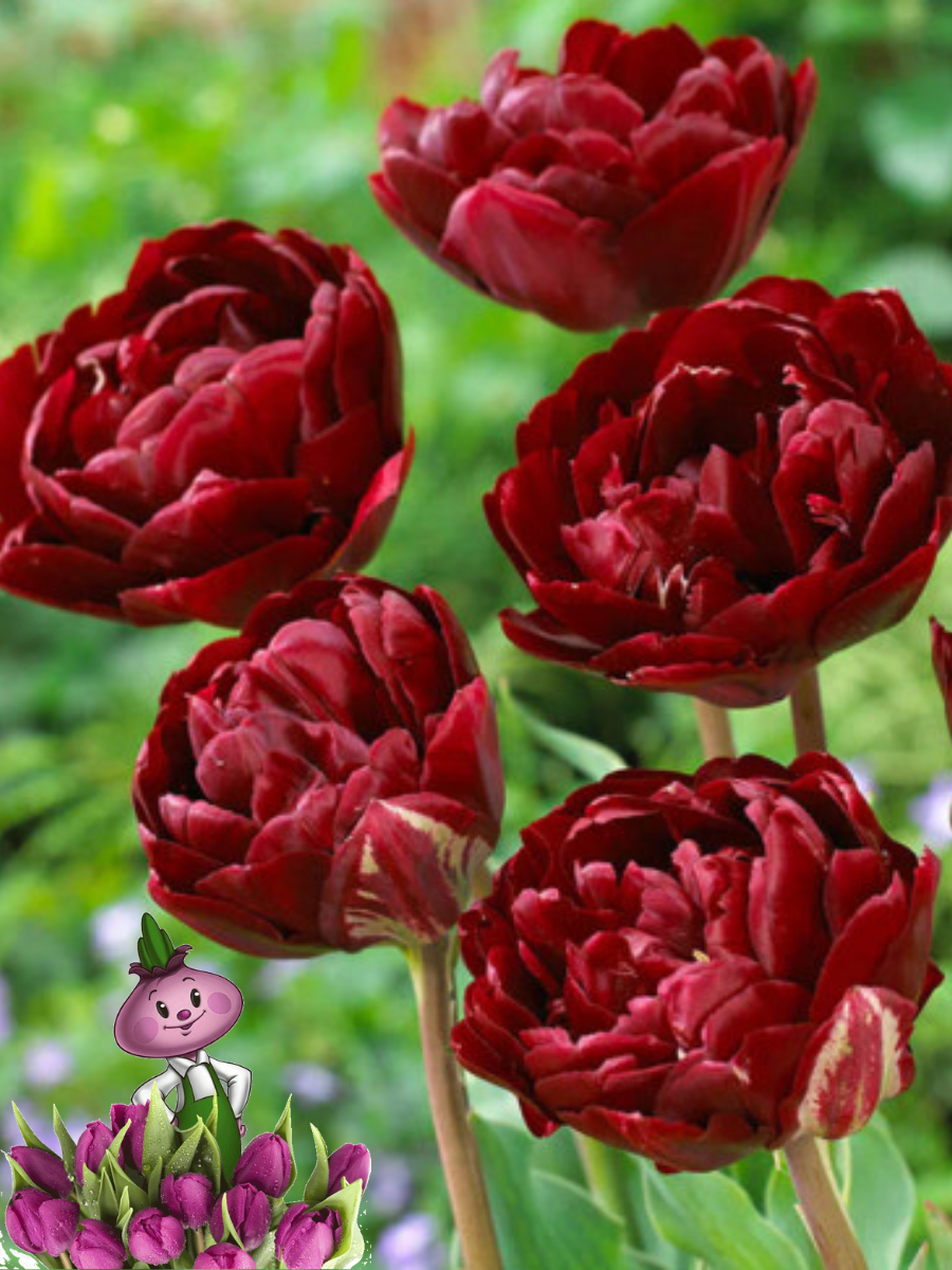 Луковицы цветов Chipollino flowers Тюльпан UNCLE TOM (10 луковиц)