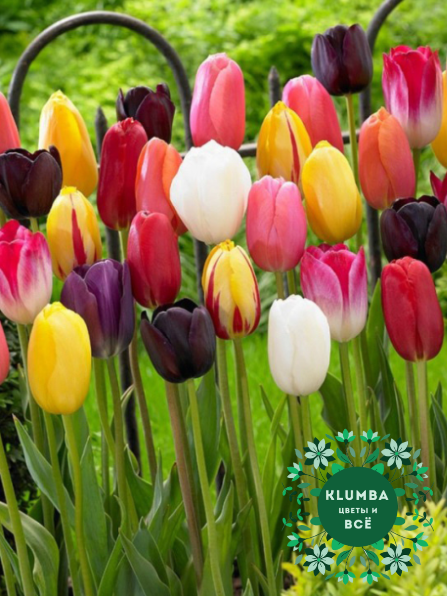 Луковицы цветов Клумба Тюльпаны Триумф MIX (5 штук) разноцветный