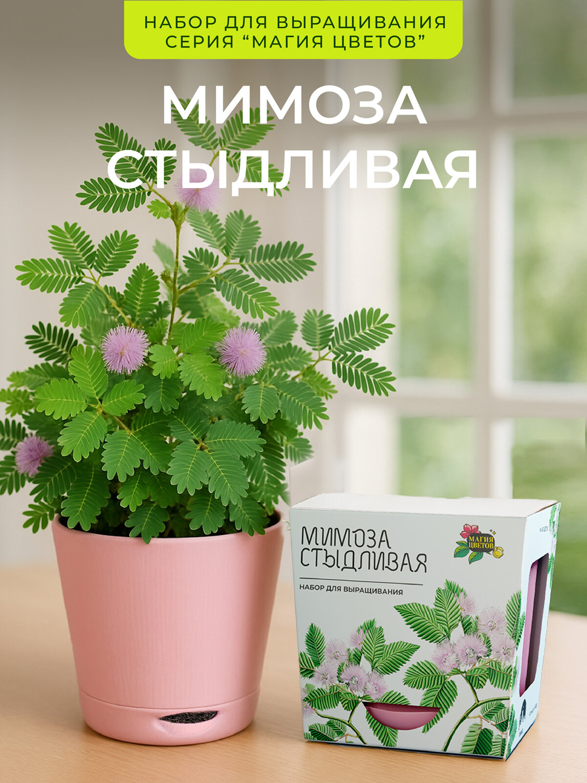 Мимоза стыдливая Набор для выращивания от бренда 