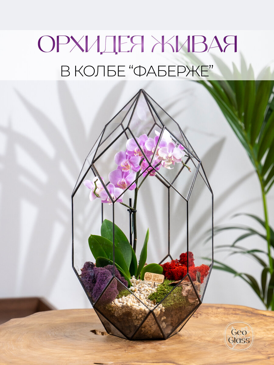 Орхидея GeoGlass "Флорариум Фаберже" , в стеклянной колбе, розовая мини фаленопсис