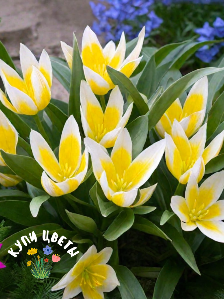 Луковицы цветов купи цветы Тюльпан TARDA Ботанический (5 луковиц)