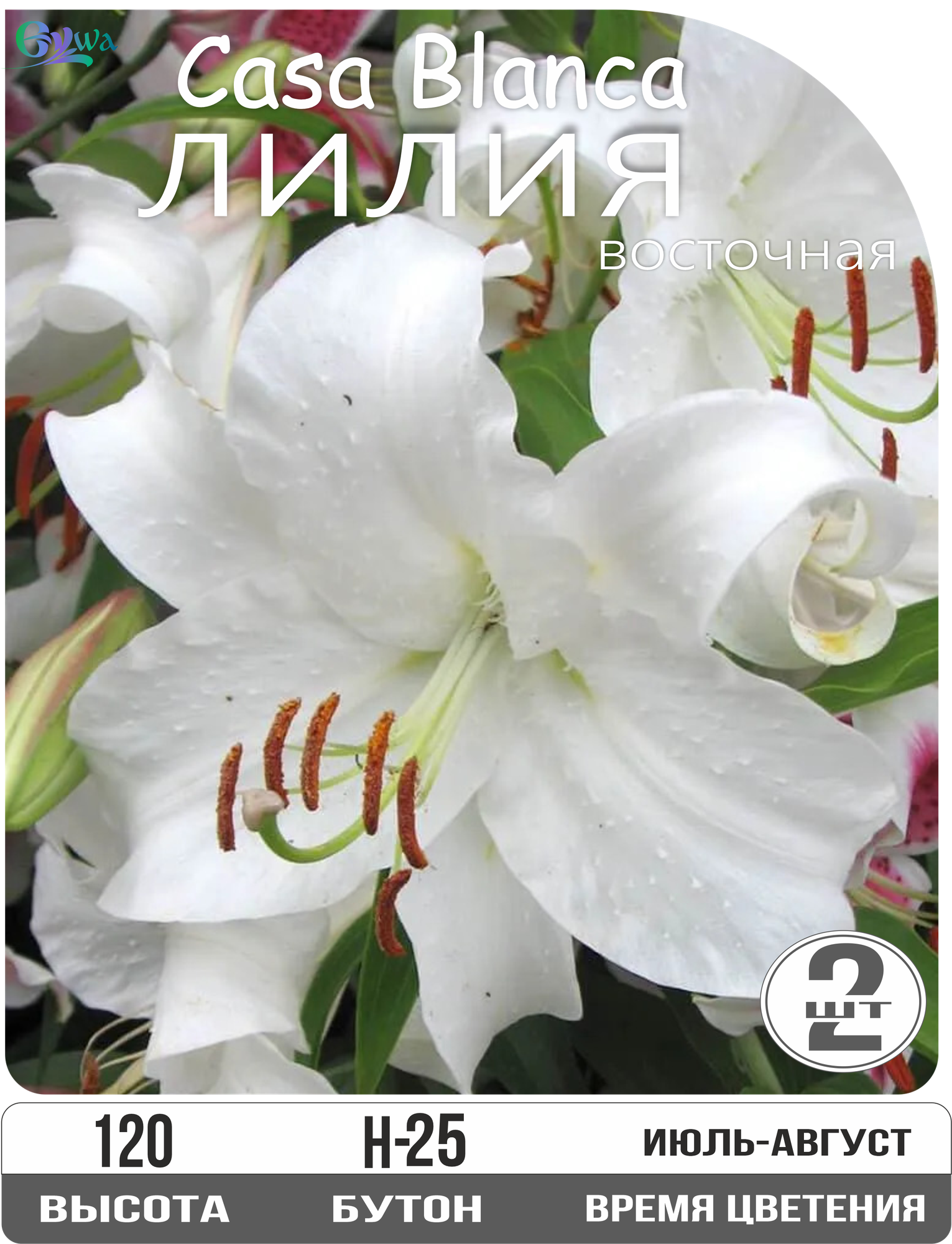 Лилии Каса Бланка  многолетние восточные гибриды высота 120см белые луковицы 12/14 Eywa