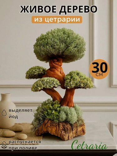 Изображение товара Декоративное интерьерное дерево из исландского мха цетрарии