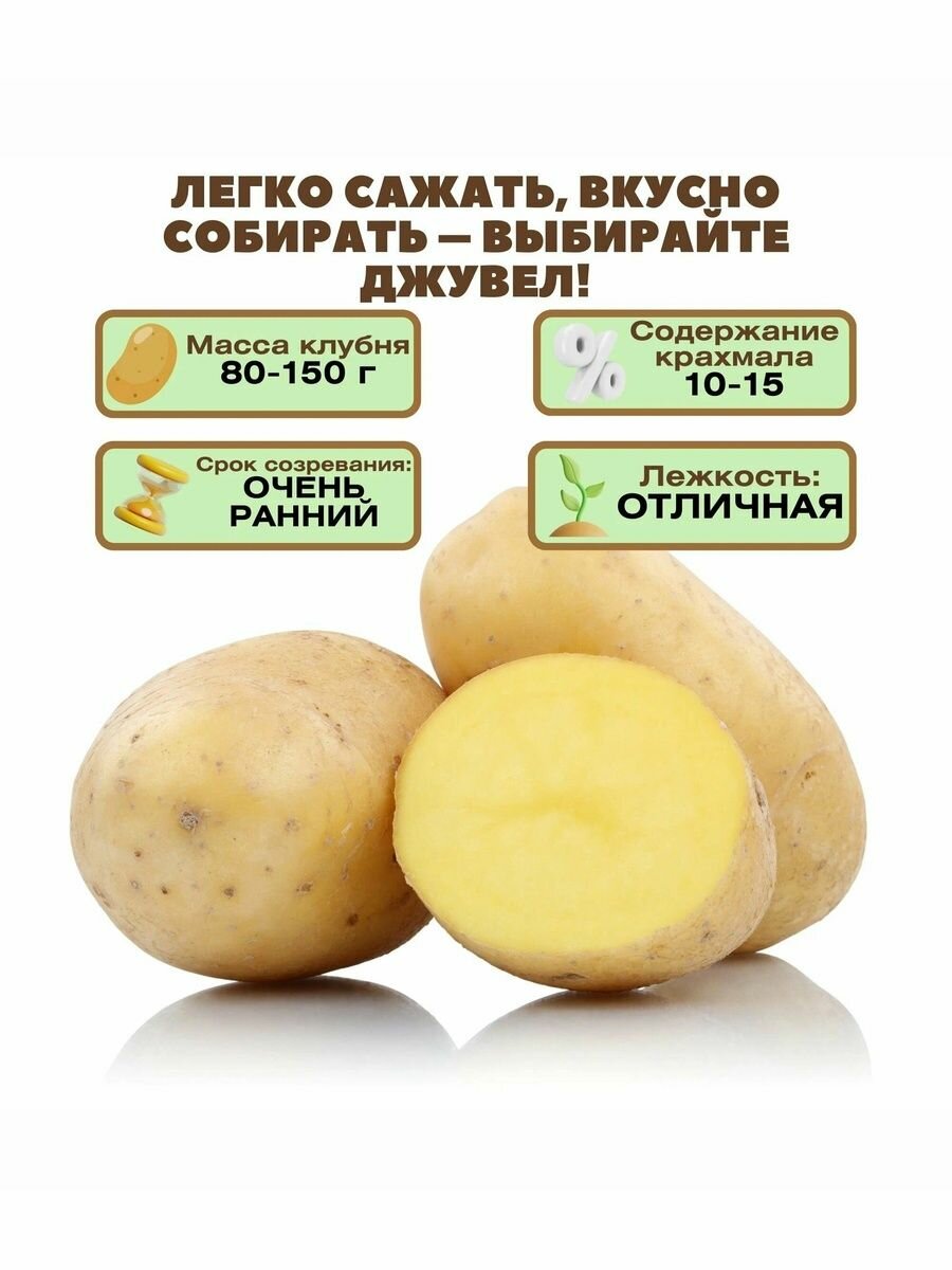 Картофель семенной Джувел 2 кг