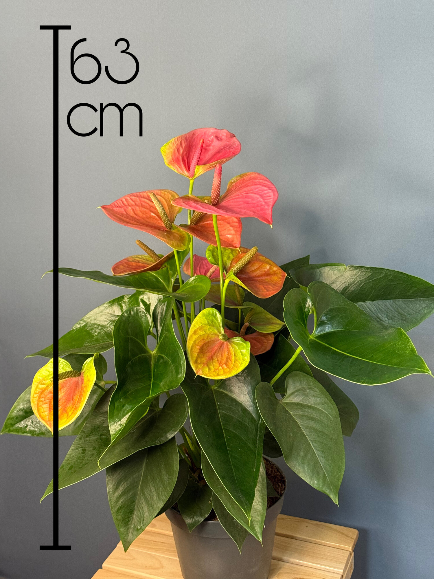 Антуриум Андреанум (Anthurium andreanum) — величие и роскошь природы в вашем доме