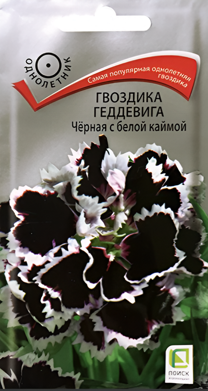 Семена гвоздики Геддевига Поиск "Черная с белой каймой", 0,04 г