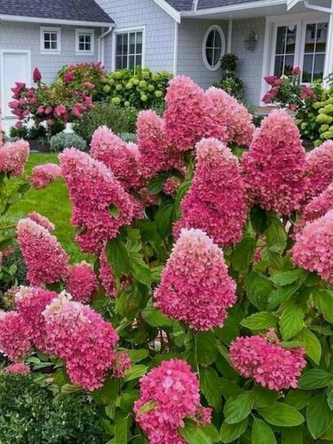 Изображение товара Гортензия метельчатая "Сон Эммы" , морозостойкая, многолетняя