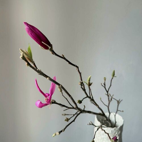 Изображение товара Магнолия цветущая. Роскошная живая ветка с бутонами розового оттенка. Veresk437
