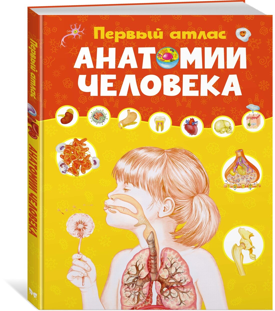 Первый атлас анатомии человека Энциклопедия Бутикова Мария 12+