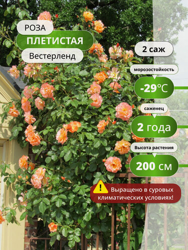 Изображение товара Роза плетистая "Вестерленд", многолетняя, оранжевые цветы, 2