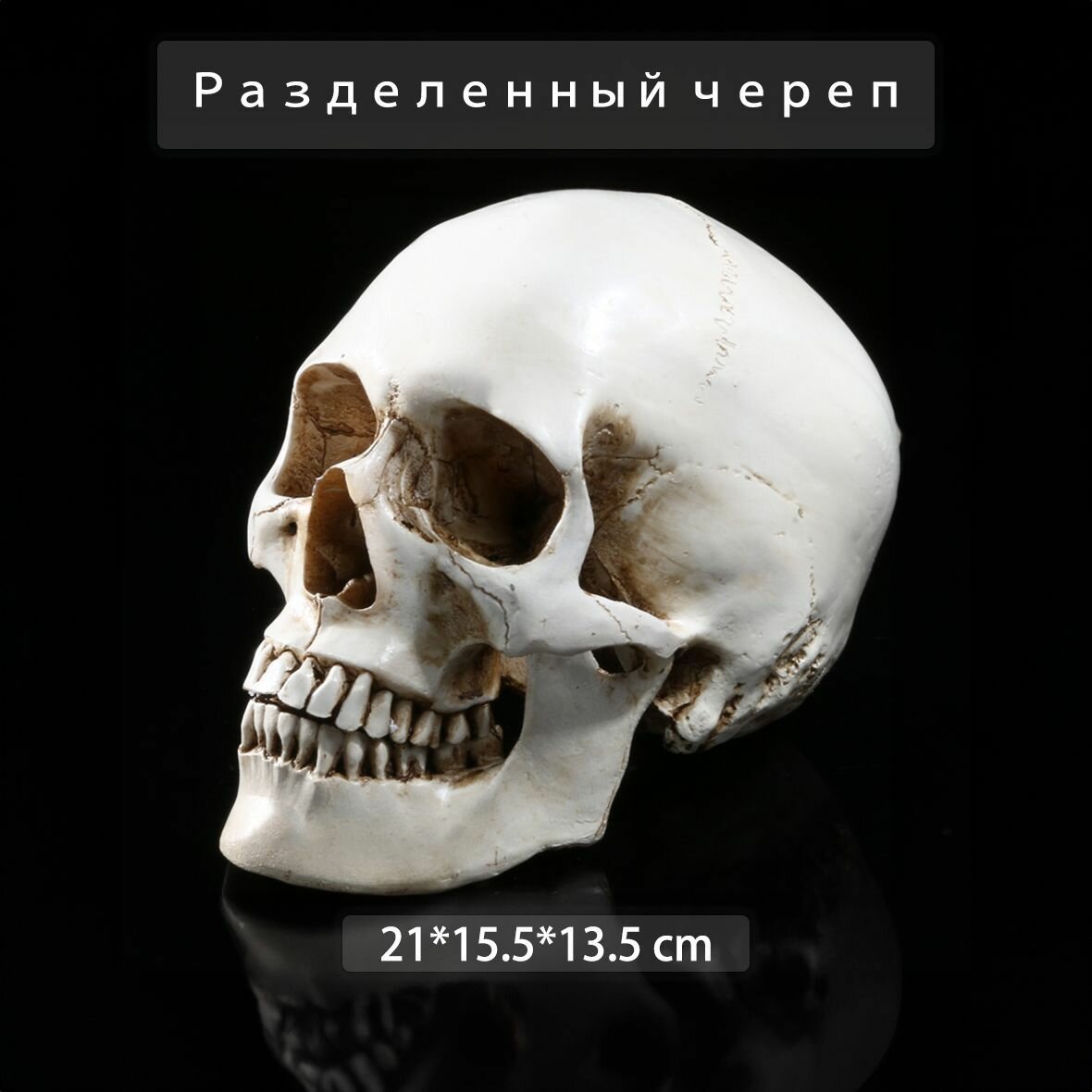 Анатомическая модель череп человека -hz