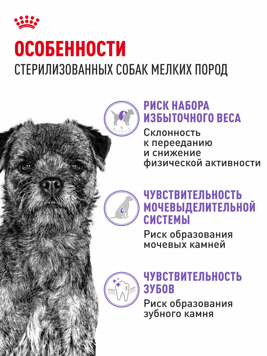 Сухой корм для стерилизованных собак Royal Canin Mini Sterilised для мелких пород, 3 кг — фото 1