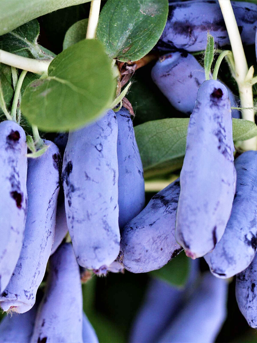 Жимолость Хоней Блю многолетняя морозостойкая 15 - 2 года