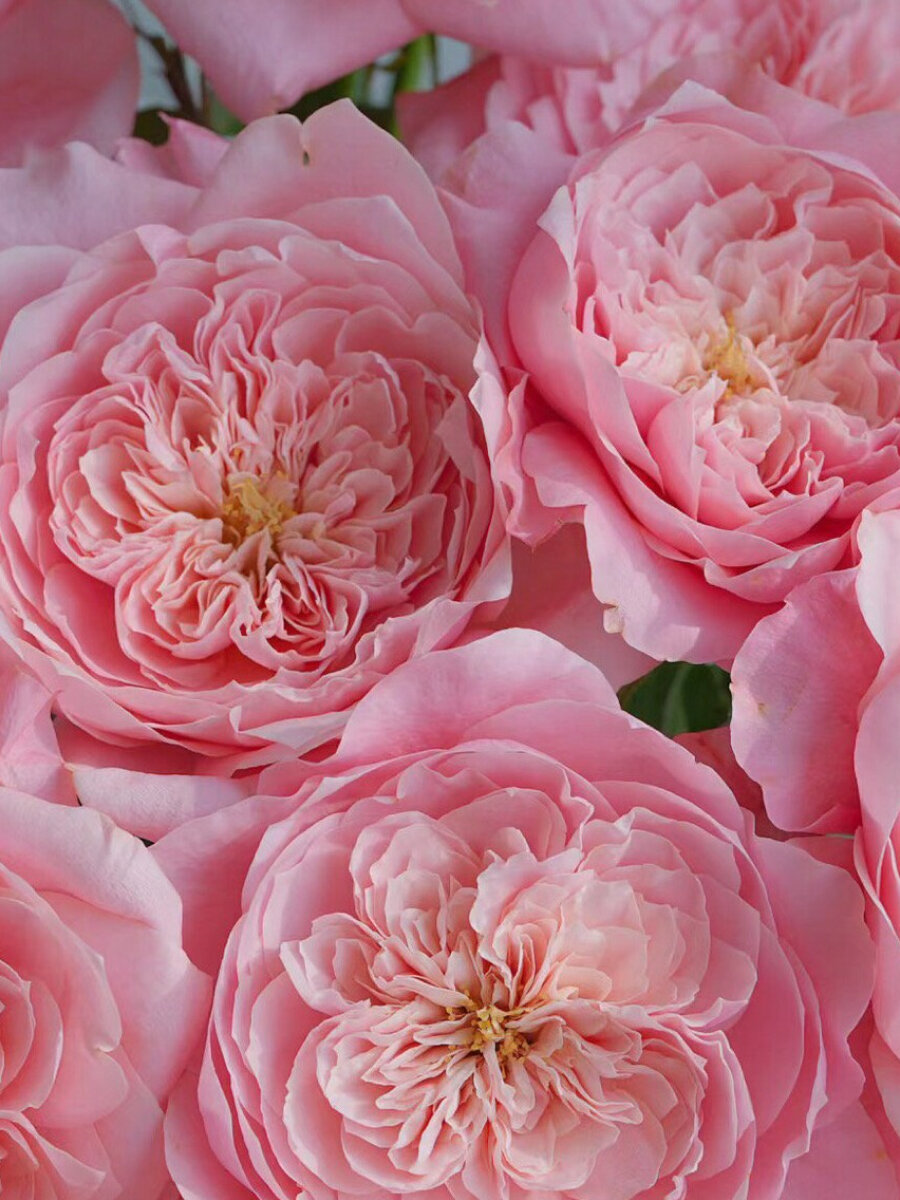 Роза японская Микото сорт Mikoto для балкона и улицы высота 30-40 см розовая