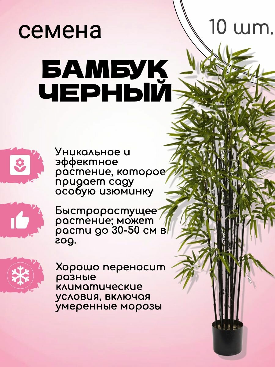 Черный Бамбук Семена 10 шт + подарок