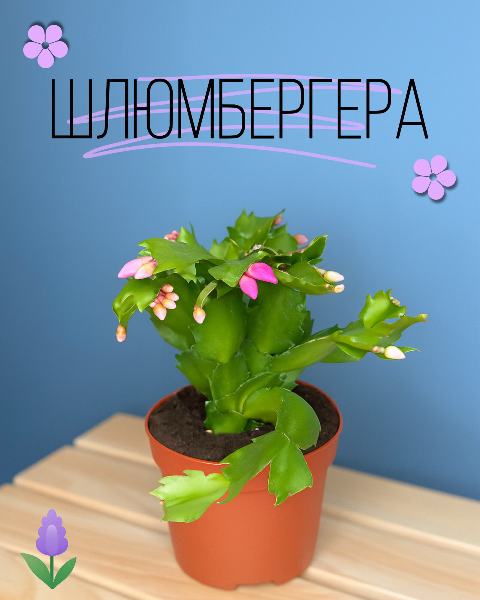 Шлюмбергера Мини (Schlumbergera) — компактное цветущее растение с яркими бутонами