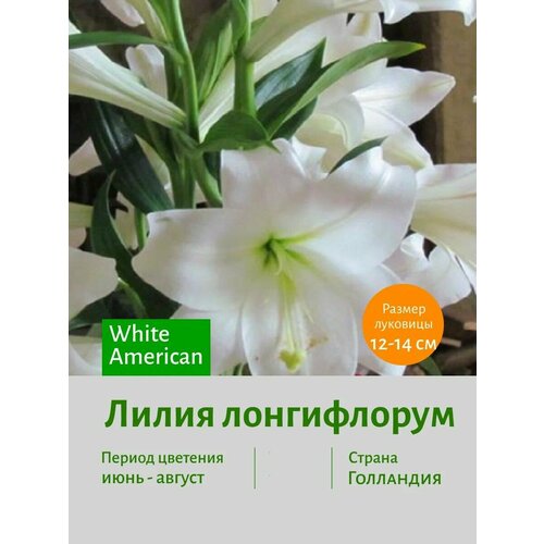 Лилия Лонгифлорум Вайт Американ (White American) луковицы 2 шт лилия ланкон лонгифлорум 2шт