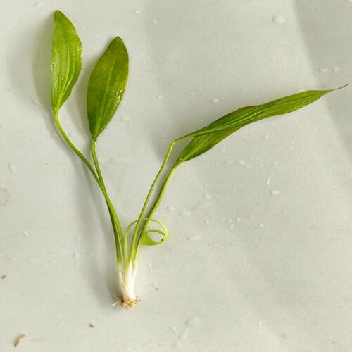 Эхинодорус мурикатус - 1 куст. Живое аквариумное растение