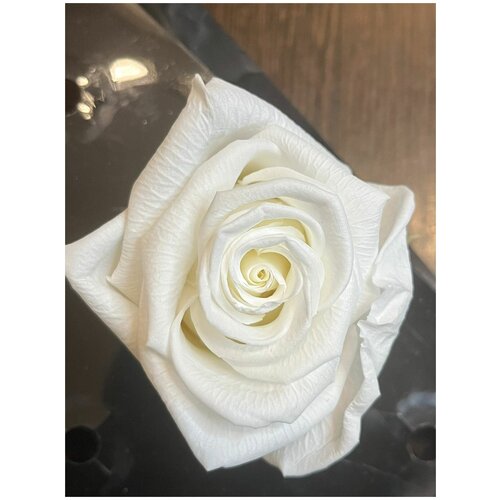 Стабилизированные розы/Optimum/Кристально белый цвет