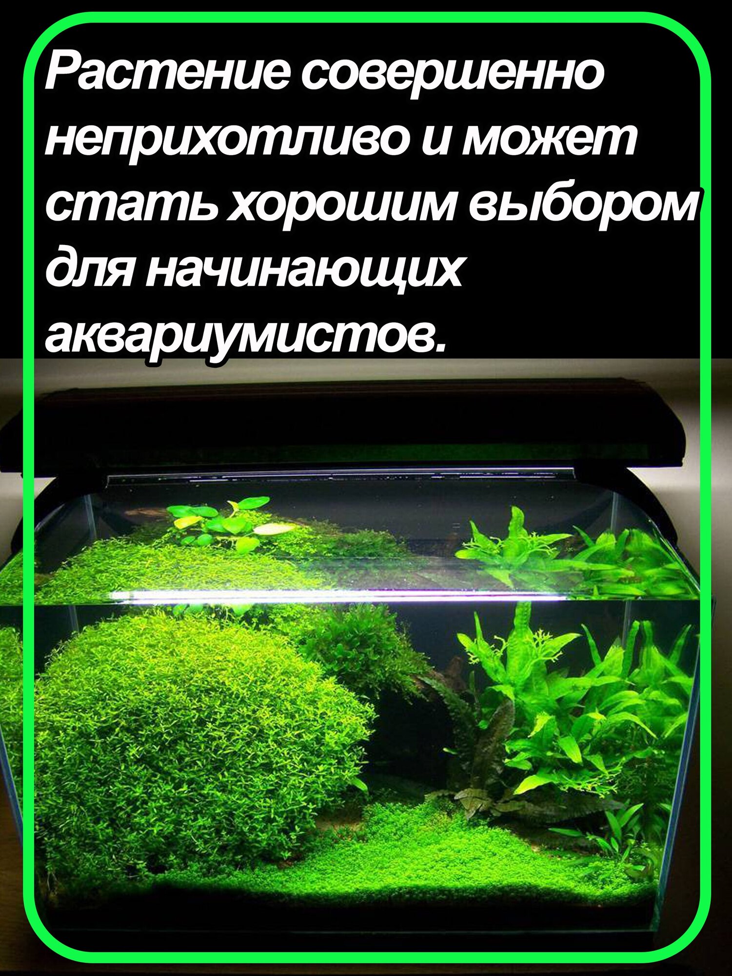 Хемиантус микрантемоидес (Hemianthus micranthemoides). Живое аквариумное растение. - фотография № 3