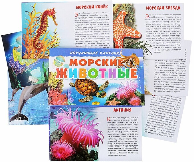 Обучающие карточки. Морские животные - фото №1