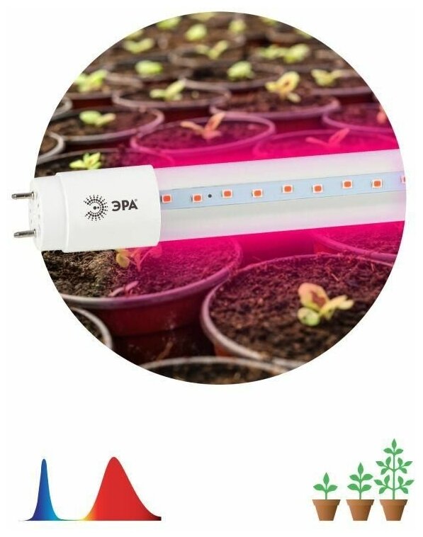 Лампа светодиодная FITO-9W-RB-Т8-G13-NL 9Вт T8 линейная 48LED 2835 IP20 35000ч для растений/для подсветки мясных витрин красн./син. спектр стекло Эра
