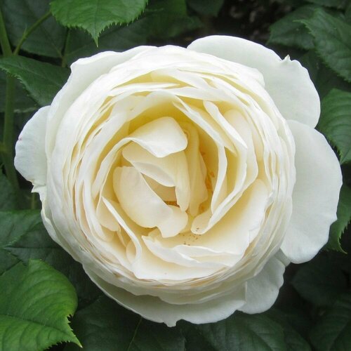 Роза плетистая Ютерзенер Клостеррозе 2 года / коробка роза саженец стандарт в коробке вид и сорт в ассортименте 7×7×40 см