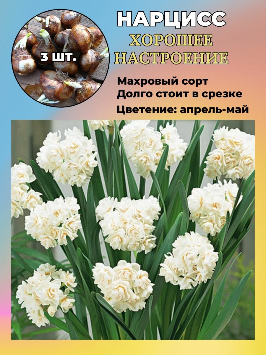 Нарцисс махровый луковицы 3 штуки