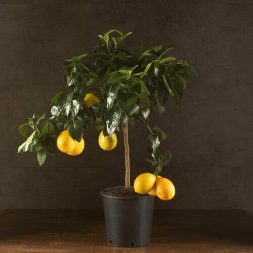 Лимонное дерево 80/21