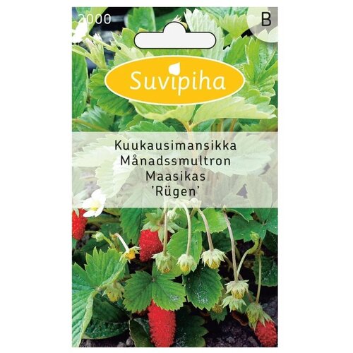 Suvipiha земляника RUGEN 2000