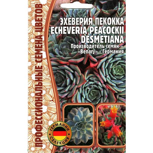 Эхеверия пекокка Echeveria peacockii desmetiana , многолетник ( 1уп : 5 семян ) эхеверия orangery echeveria apus 9 15