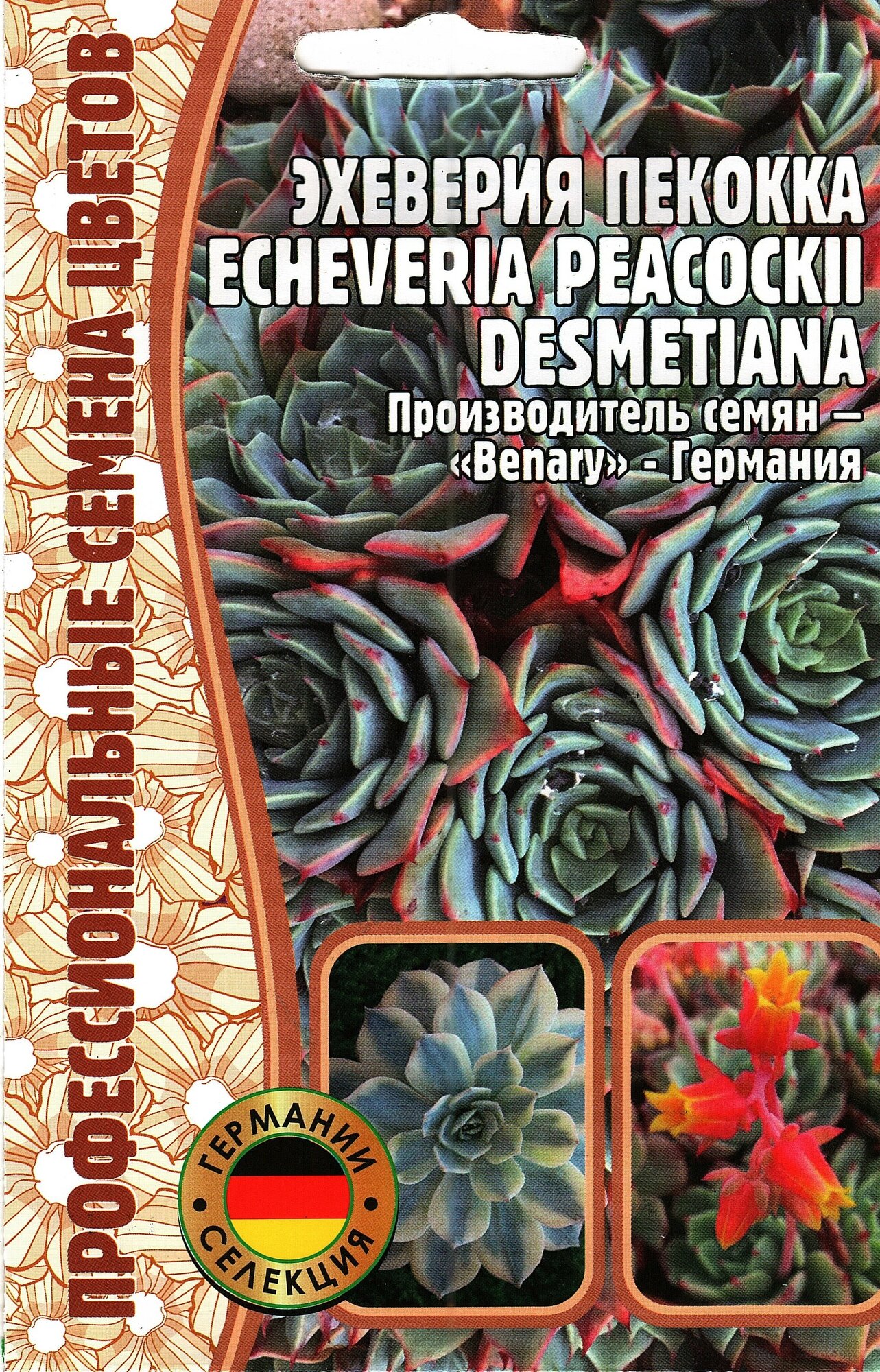 Эхеверия пекокка Echeveria peacockii desmetiana , многолетник ( 1уп : 5 семян )