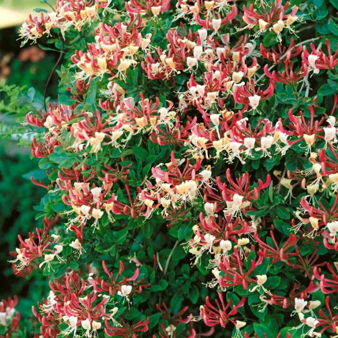 Жимолость вьющаяся Гекротта Американ Бьюти (Lonicera caprifolium Hecrotta American Beauty) / декоративная