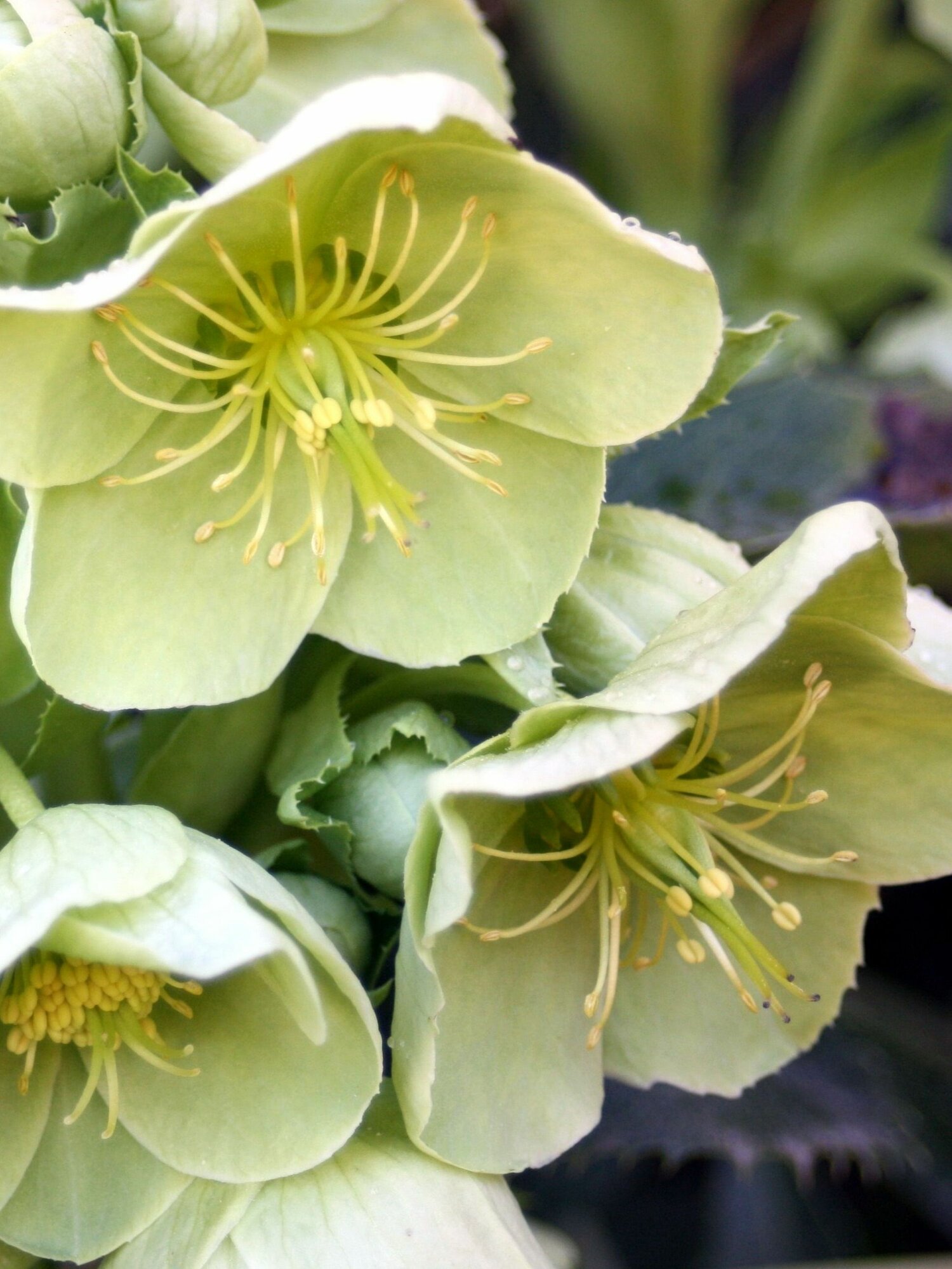 Морозник Спринг Брайт - Helleborus Spring Bright (корневище для посадки 1 шт)/ клубни делёнки многолетних растений корни / для дачи сада дома и балкона