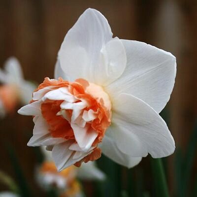 Нарцисс Экстраваганза махровый 5 шт