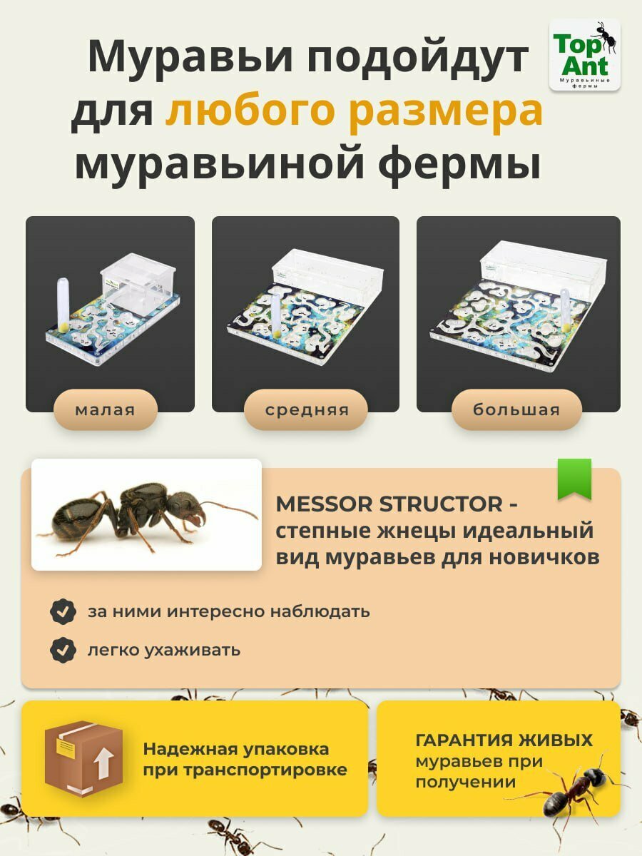 Сертификат на колонию муравьёв для муравьиной фермы. Комплект с кормом. — фото 1