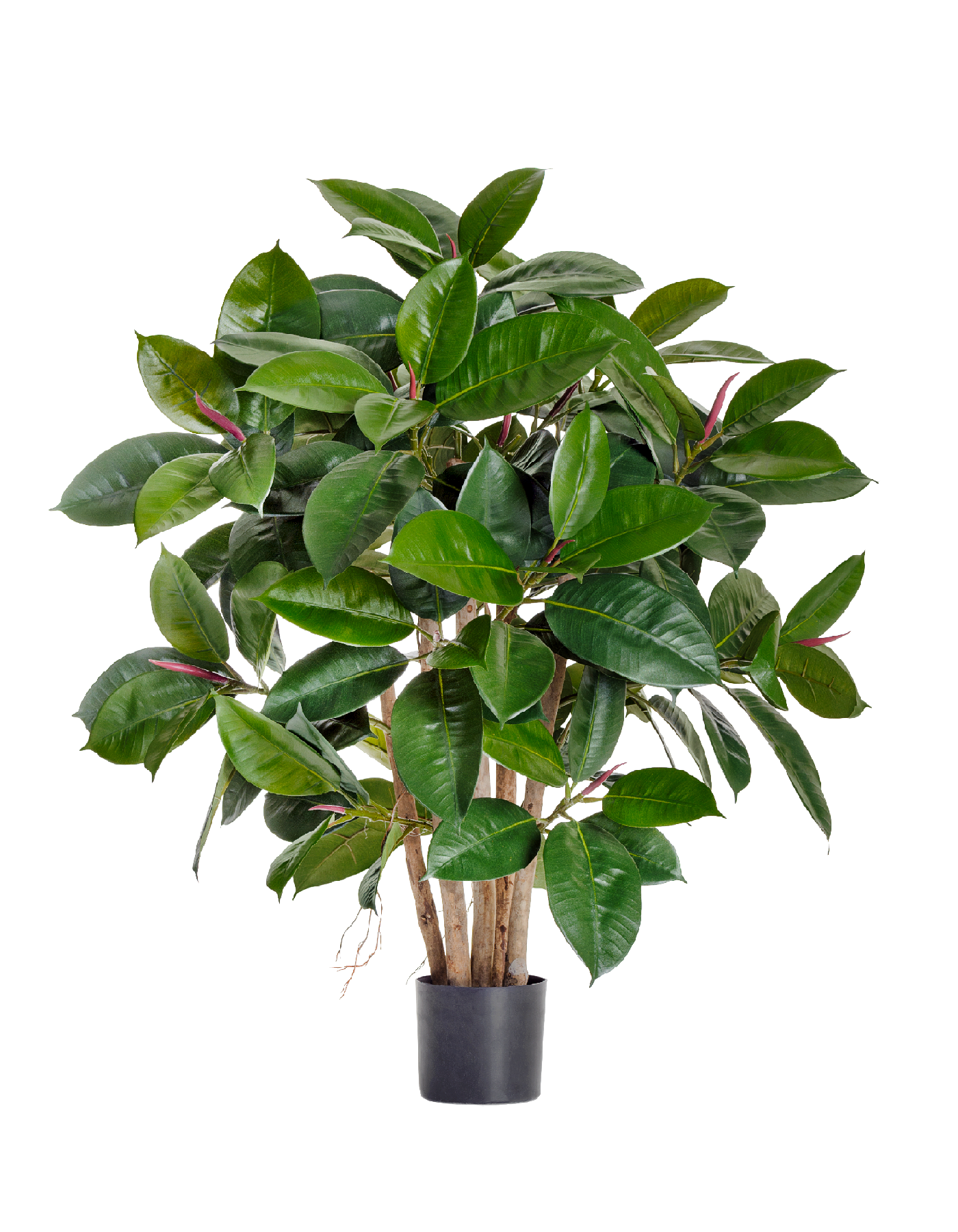 10.33803N Фикус Эластика куст зеленый в-90 см 2/2