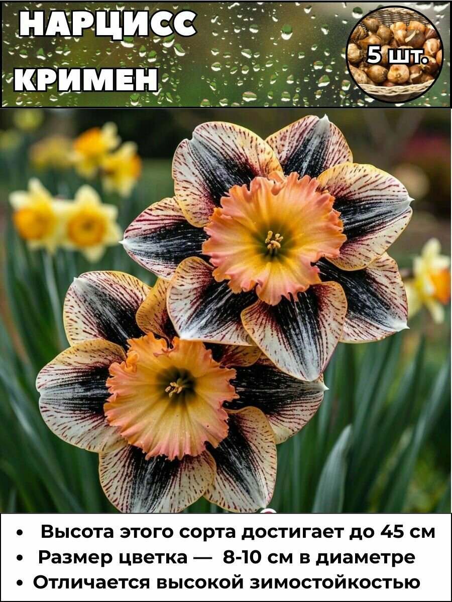 Нарцисс Кримен луковицы 5 штук