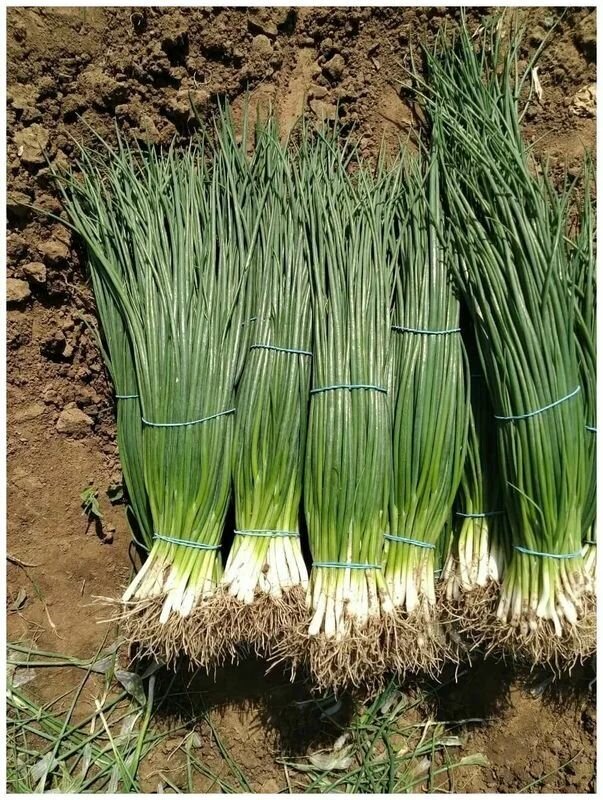 Коллекционные семена лука батун Тотем на зелень