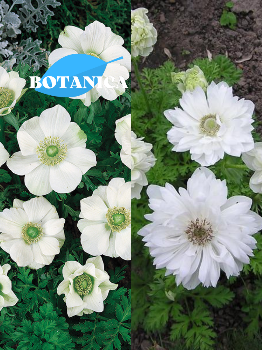 Луковицы цветов botanica garden TWIN анемона ЗЕ брайд 10 ШТ / анемона маунт эверест 10 ШТ (20 луковиц)