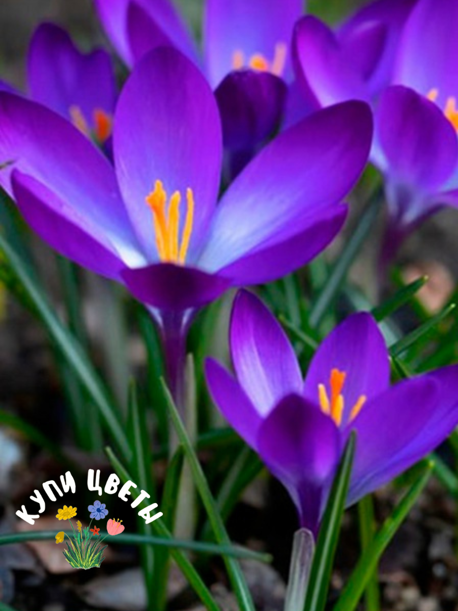 Луковицы цветов купи цветы Крокус BARR’S PURPLE Ранний (5 луковиц)