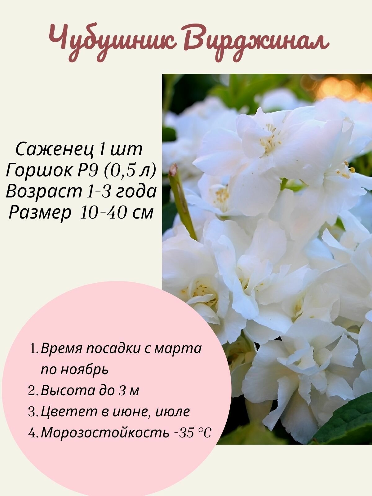 Чубушник (жасмин) Вирджинал 1 шт саженец в горшке Р9