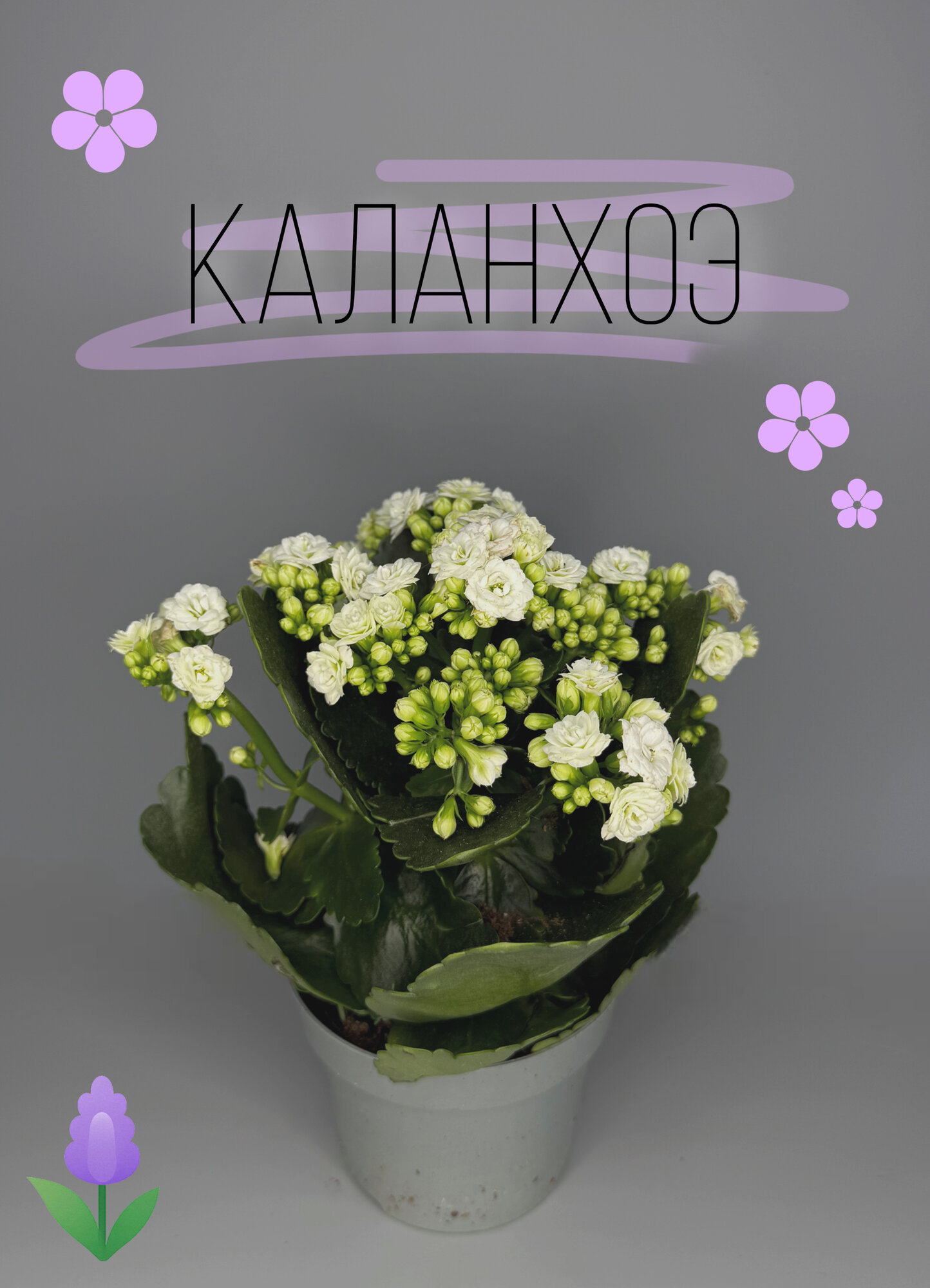 Каланхоэ «Белоснежная розетка» — компактное, обильноцветущее комнатное растение