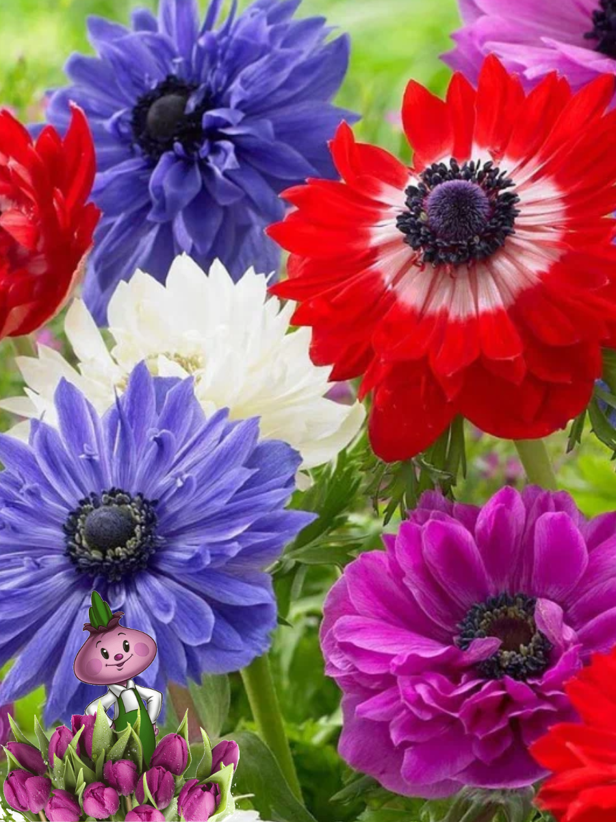 Луковицы цветов chipollino flowers анемоны ST. BRIGID MIX (10 луковиц)