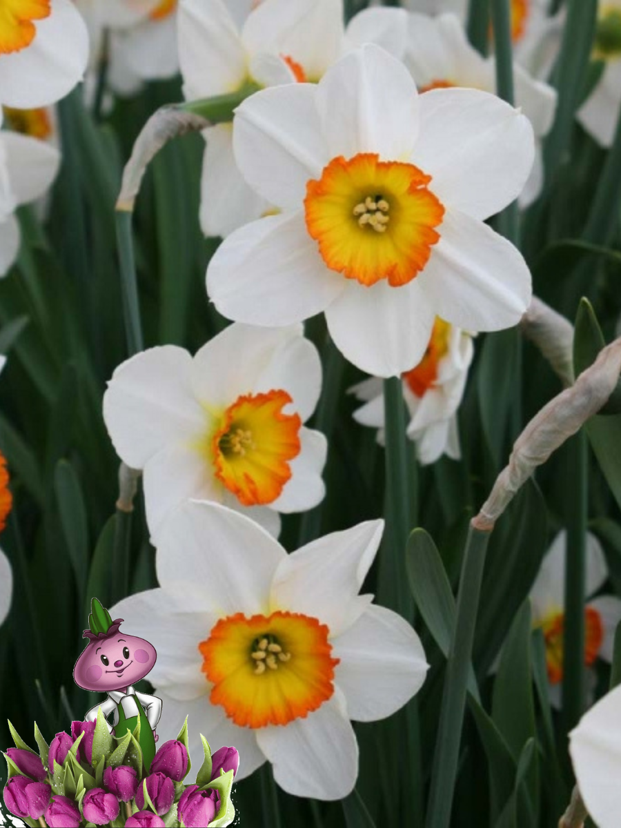 Луковицы цветов Chipollino flowers Нарцисс FLOWER RECORD (3 луковицы)